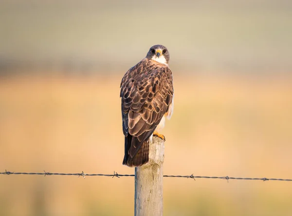 Buse Dans Les Prairies Canadiennes — Photo