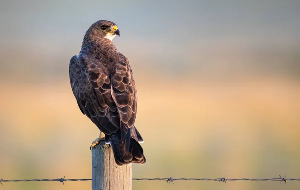 Buse Dans Les Prairies Canadiennes — Photo