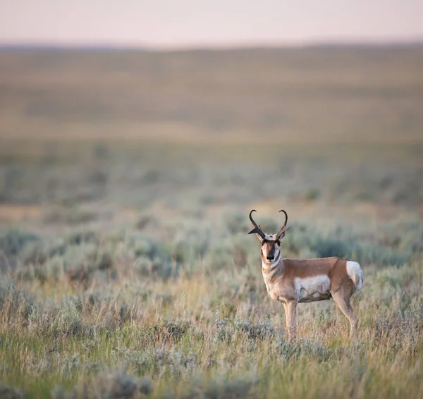 加拿大荒原上的长角羚 — 图库照片