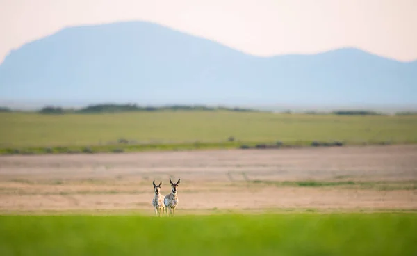 Pronghorn Desierto Canadiense —  Fotos de Stock