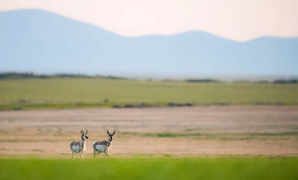 Pronghorn Desierto Canadiense —  Fotos de Stock