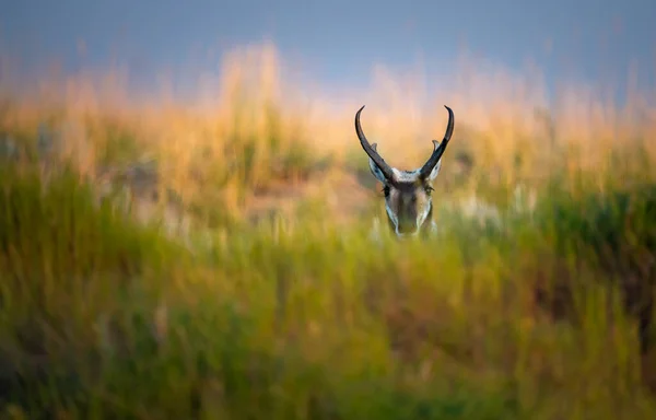 加拿大荒原上的长角羚 — 图库照片