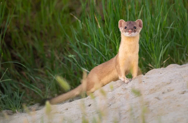 Belette Longue Queue Dans Nature — Photo