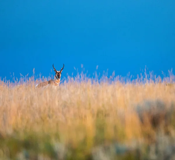 Pronghorn Dans Nature Sauvage Canadienne — Photo