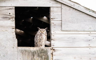 Vahşi doğada büyük boynuzlu baykuş