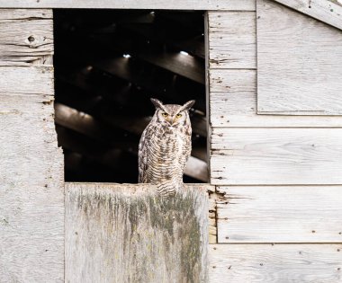 Vahşi doğada büyük boynuzlu baykuş