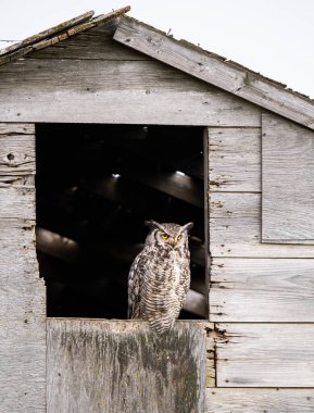 Vahşi doğada büyük boynuzlu baykuş