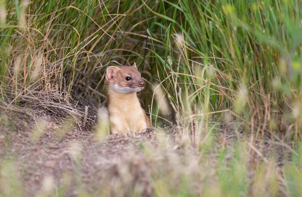 Belette Longue Queue Dans Nature — Photo