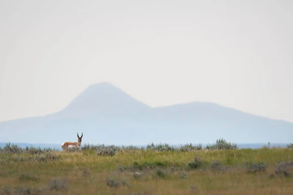 Pronghorn Kanadské Divočině — Stock fotografie