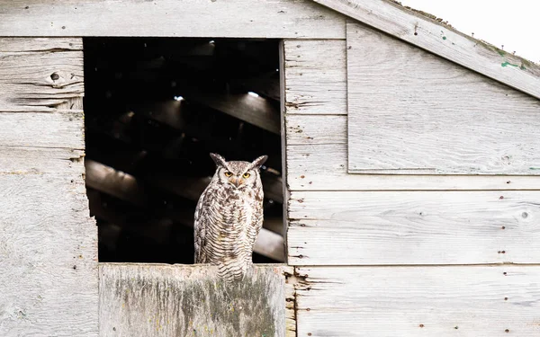 Vahşi doğada büyük boynuzlu baykuş