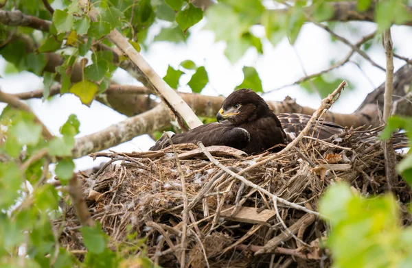 Habicht Seinem Nest Der Prärie — Stockfoto