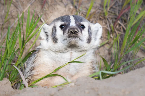 Badger Canadian Wilderness — Stock Photo, Image