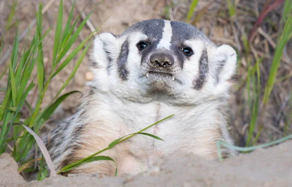 Badger Canadese Wildernis — Stockfoto