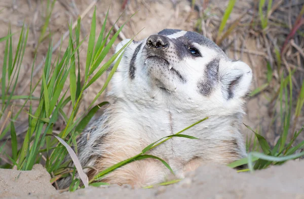 Badger Canadian Wilderness — Stock Photo, Image