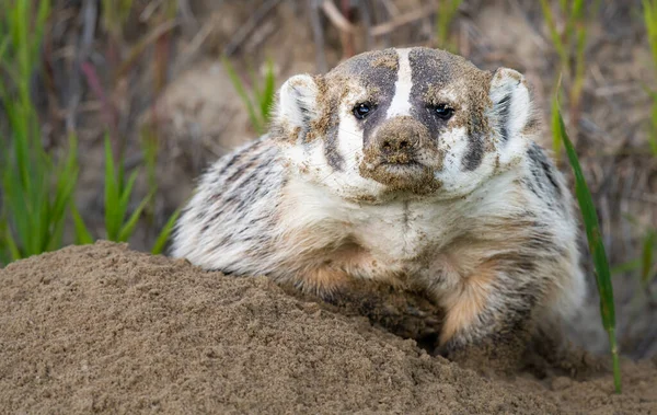 Badger Padang Gurun Kanada — Stok Foto