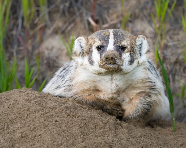 Badger Padang Gurun Kanada — Stok Foto