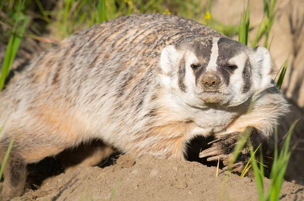 Badger Padang Gurun Kanada — Stok Foto