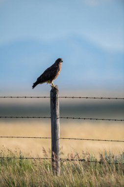 Çitin üzerindeki şahin.