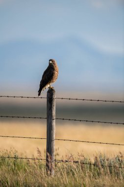 Çitin üzerindeki şahin.