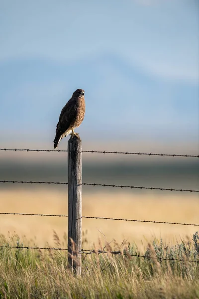 Hawk on a fence post
