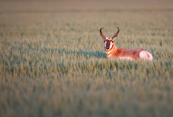 Pronghorn Deserto Canadense — Fotografia de Stock