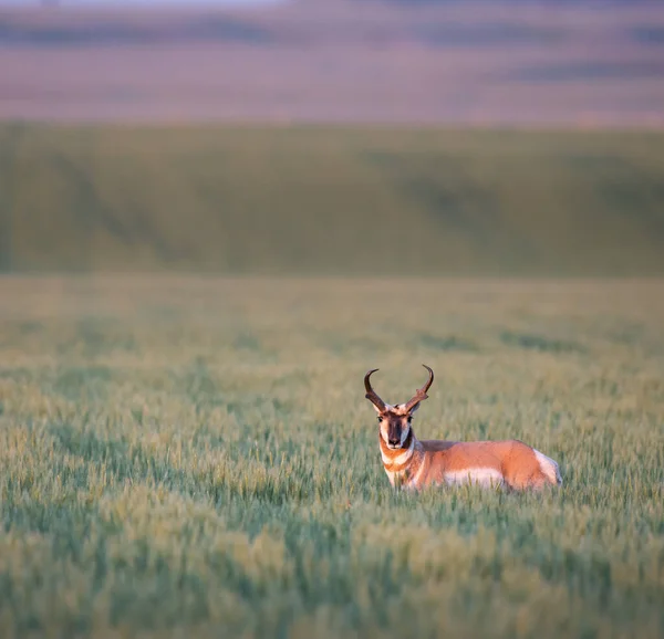 Pronghorn Deserto Canadense — Fotografia de Stock