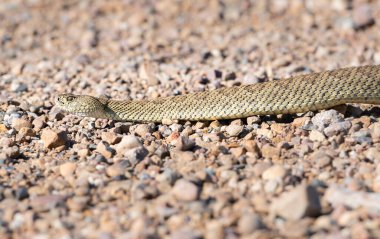 Kanada Alberta 'da çıngıraklı yılan