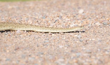 Kanada Alberta 'da çıngıraklı yılan