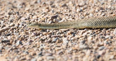 Kanada Alberta 'da çıngıraklı yılan