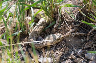 Vahşi doğada çıngıraklı yılan