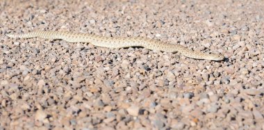 Kanada vahşi doğasında çıngıraklı yılan
