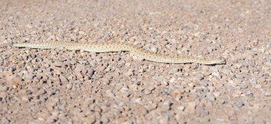 Kanada vahşi doğasında çıngıraklı yılan