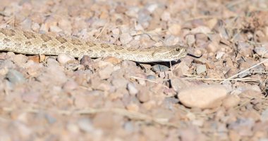 Kanada vahşi doğasında çıngıraklı yılan