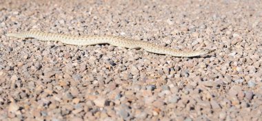 Kanada vahşi doğasında çıngıraklı yılan