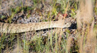 Kanada vahşi doğasında çıngıraklı yılan