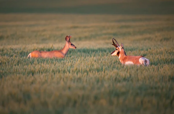Pronghorn and deer in a farmers field