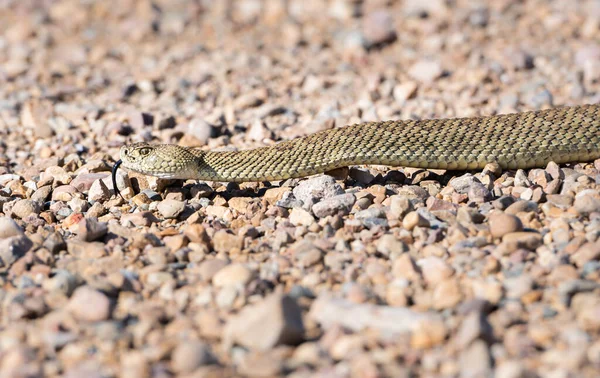Vahşi doğada çıngıraklı yılan