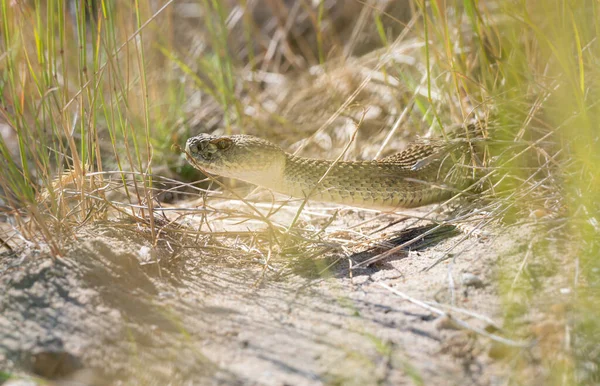 カナダのアルバータ州でのプレーリー ガラガラヘビ — ストック写真