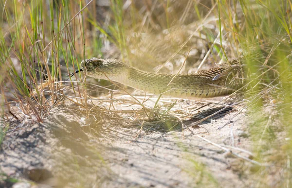 Serpent Sonnette Dans Nature — Photo