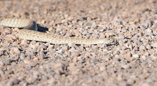 カナダの荒野でのプレーリーガラガラヘビ — ストック写真