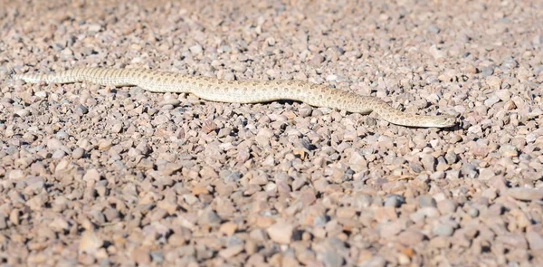 カナダの荒野でのプレーリーガラガラヘビ — ストック写真