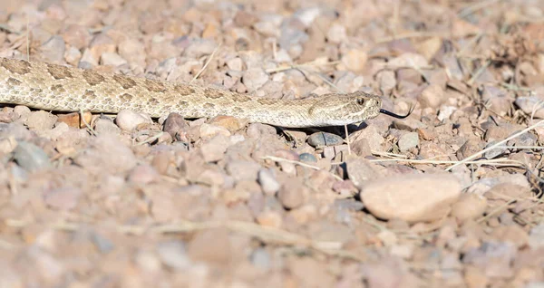 カナダの荒野でのプレーリーガラガラヘビ — ストック写真