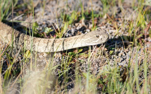 Serpiente Cascabel Pradera Desierto Canadiense — Foto de Stock