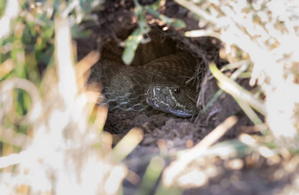 Serpiente Cascabel Pradera Desierto Canadiense — Foto de Stock