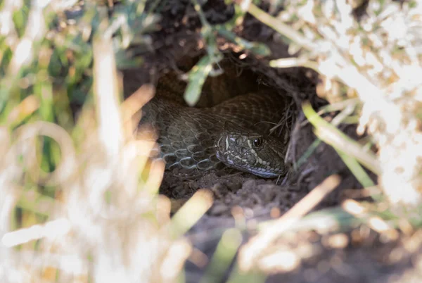 캐나다 광야의 방울뱀 — 스톡 사진