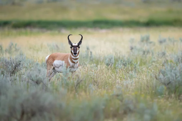 加拿大大草原上的长角羚 — 图库照片
