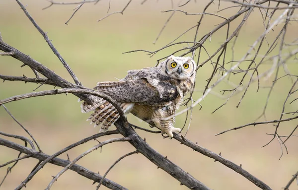 Great Horned Owl Fledgling Wild — Stock Photo, Image