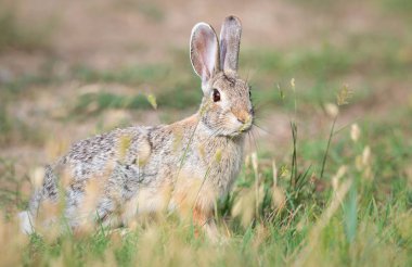 Kanada bozkırlarında Hare