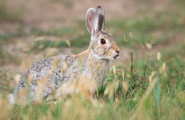 Kanada bozkırlarında Hare