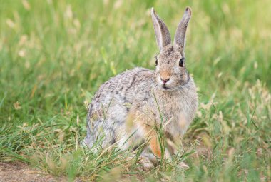 Kanada bozkırlarında Hare